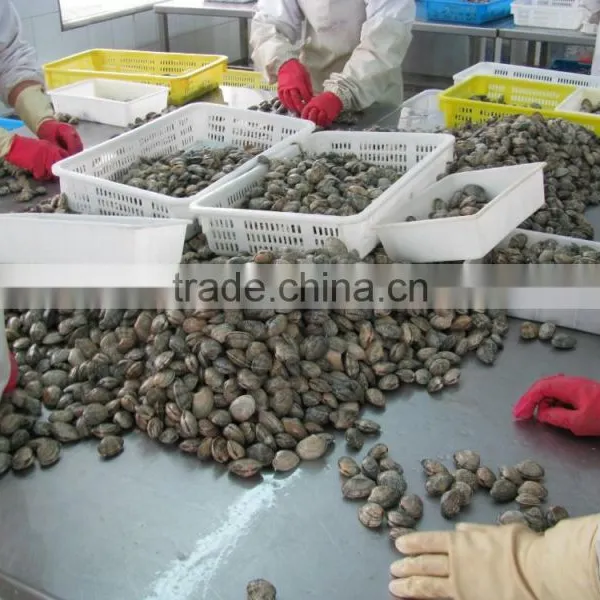 Raw Frozen Short Necked Clam photo-3