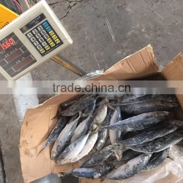 Sea Frozen Mackerel 300-500g 2016 photo-6