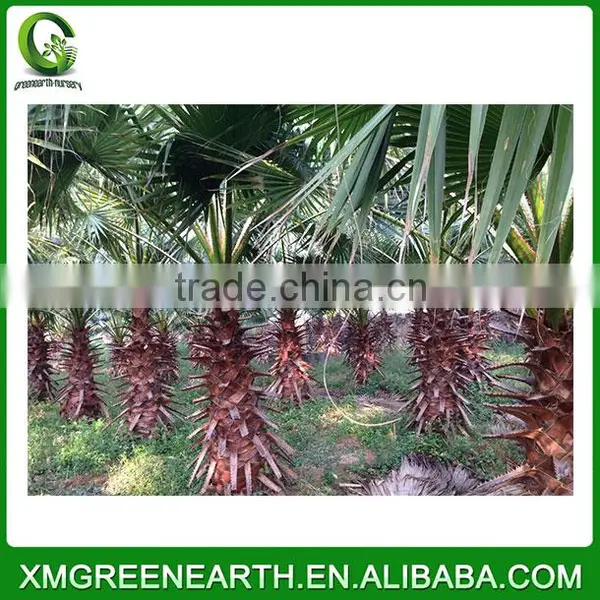 Washingtonia Robusta Palms Trunk 2-2.5m photo-2