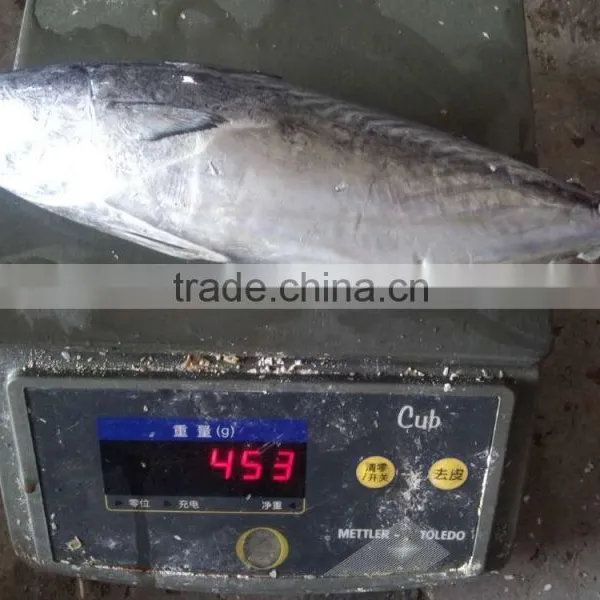 2015 Frozen Bonito Whole Round 300-500g/pc for Marketing photo-5