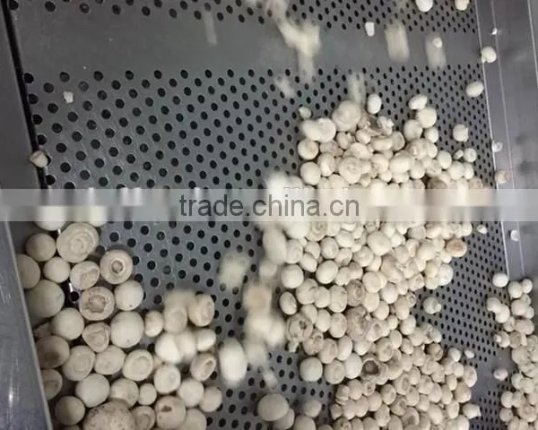 IQF Frozen Button Mushroom photo-2