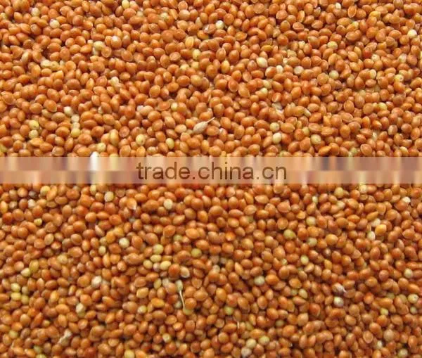 White Millet or Yellow Millet or Red Millet