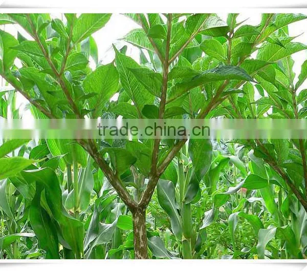 Haccp Konjac Noodles photo-3