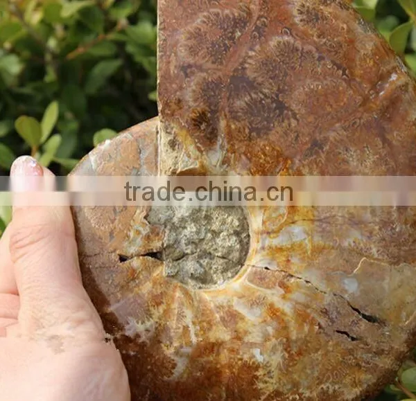 Wholesale Natural Snail Fossils Animals Fossils photo-3