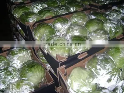Fresh Cabbage photo-2