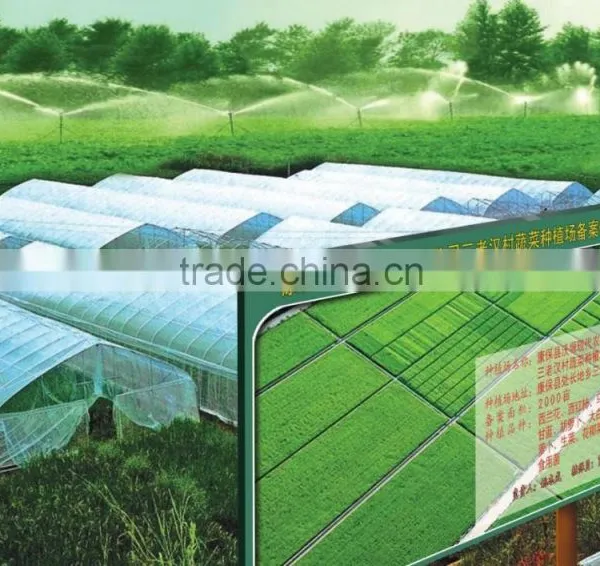 Fresh Chinese Cabbage photo-3