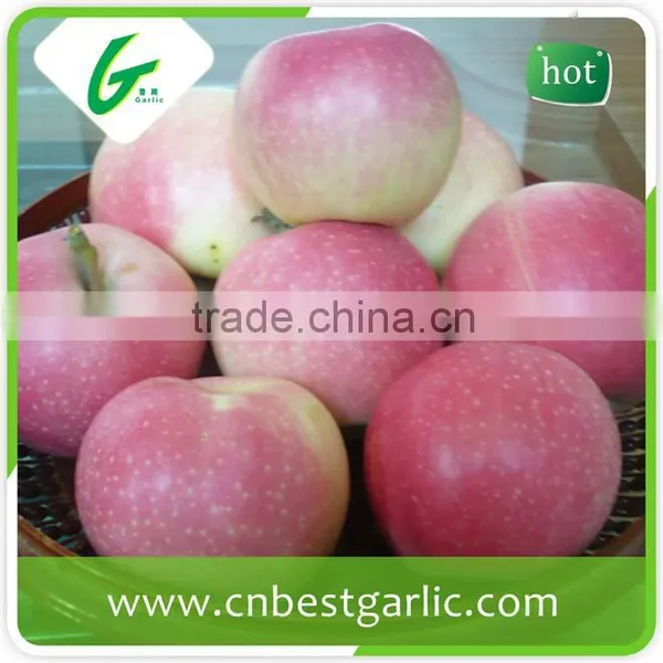 Shandong Sweet Red Fresh Gala Apple photo-5