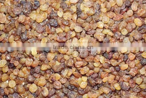 INDIAN MALAYAR RAISIN BEST RATE photo-2
