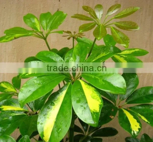 Evergreen Foliage Outdoor Landscaping Decorative Ornamental Plants Schefflera Octophylla (Lour.) Harms photo-3