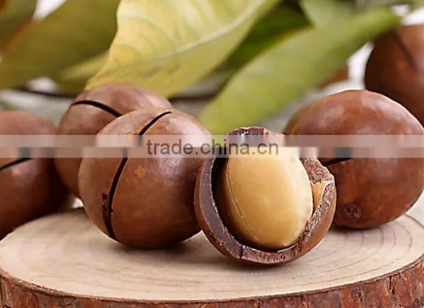 Raw Macadamia Nuts With Shell and Without Shell. photo-2