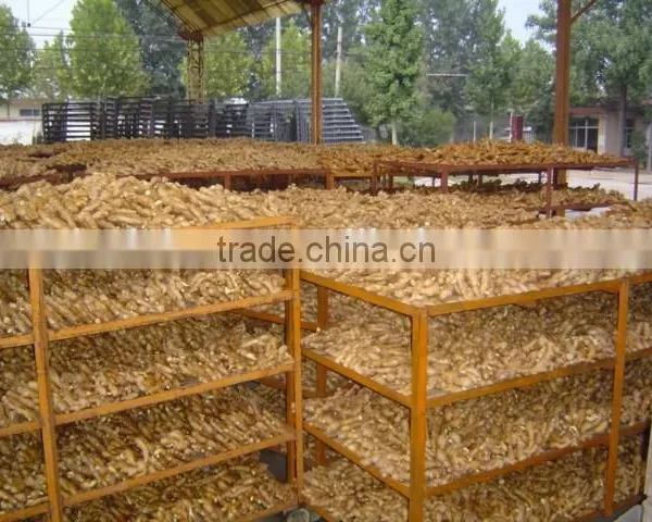 Fresh Air Dried Ginger photo-4
