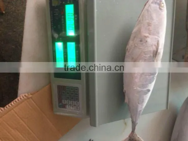Bonito Tuna photo-2