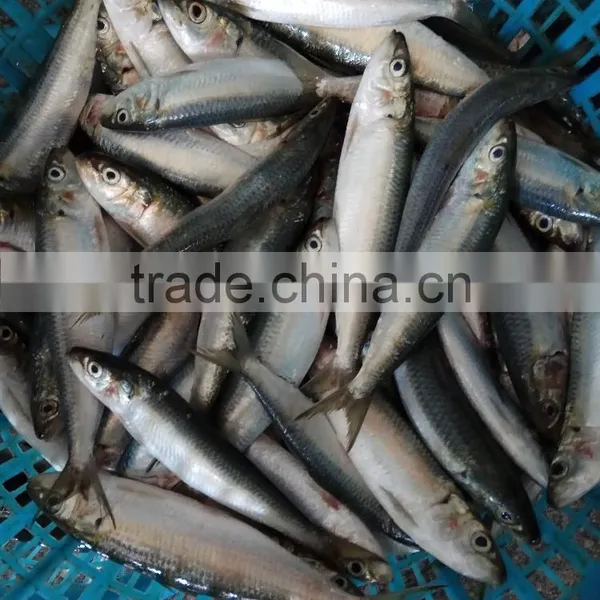 High-class New Fish Sardine Fish Frozen Sardine for Canning on Sale photo-2