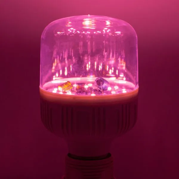 Led Plant Grow Lights Bulb Pitaya Flowering Bulb 12W T80 photo-5