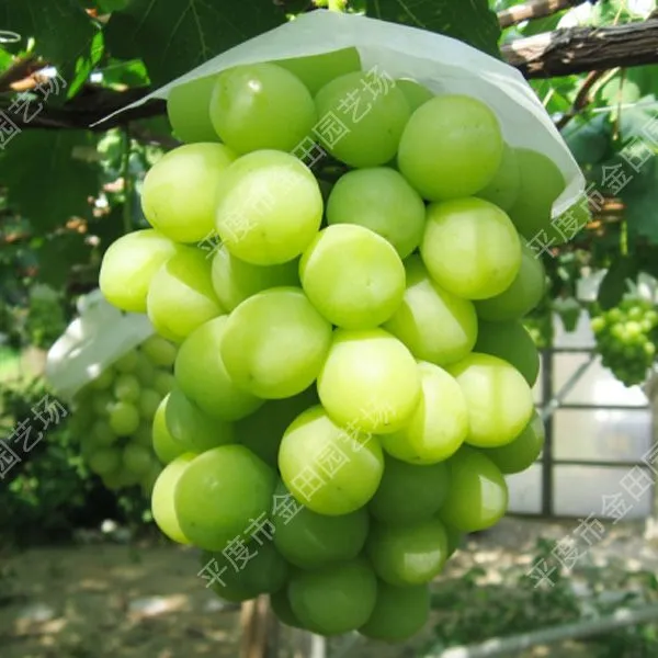 Autumn is Crisp and Clear Grape Seedling Grape Vines