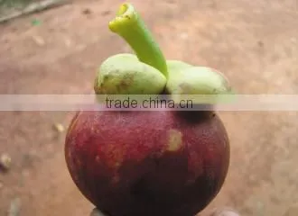 Mangosteen photo-2