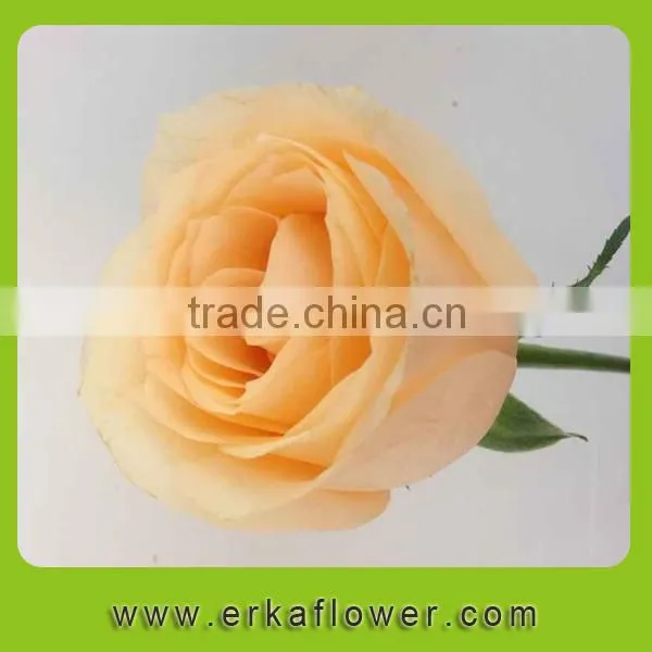 Diversified in Packaging Classical New Arrival Rose Floral photo-3