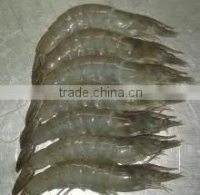 SHRIMPS