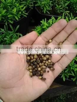 Lipstick Palm Seeds, Red Sealing Wax Palm Seeds, Cyrtostachys Renda Seeds