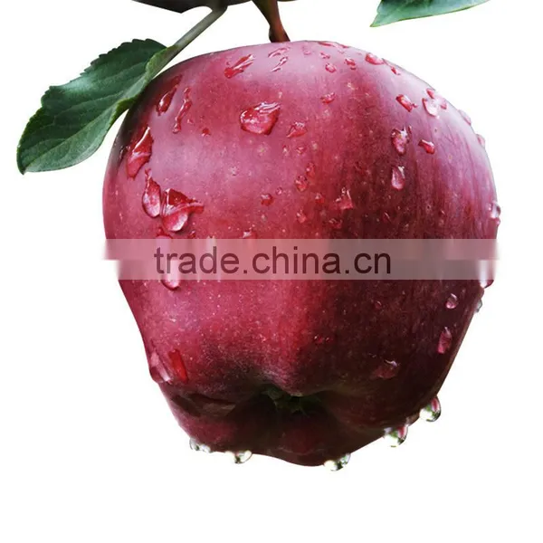 Juicy and Sweet Fresh Apple photo-5