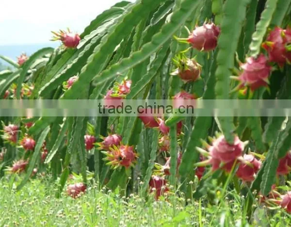 DRAGON FRUIT photo-4