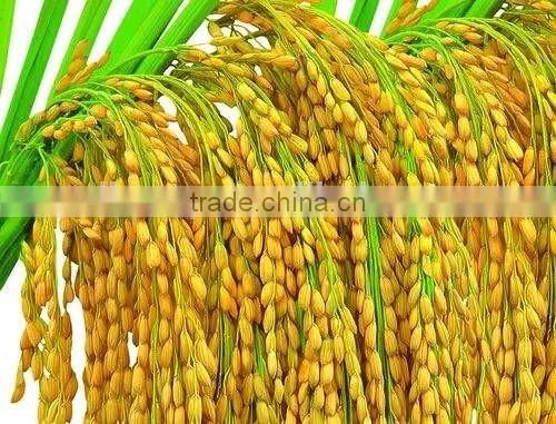 Rice and Wheat Threshing Machine on Sale photo-6