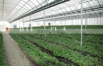 Arc Multi-span Glass Greenhouse for Strawberry photo-3