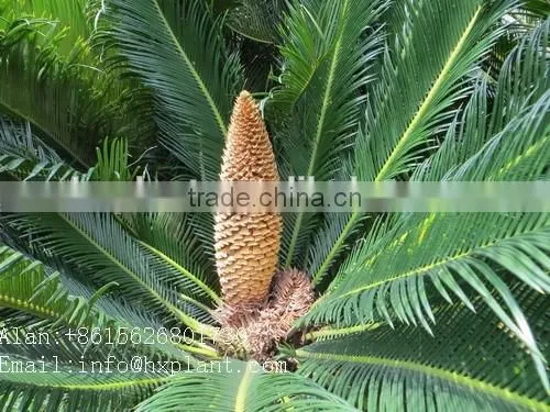 Artificial Cycas Revoluta Sago Cycas for Jurassic Period Dinosaur Hall photo-2