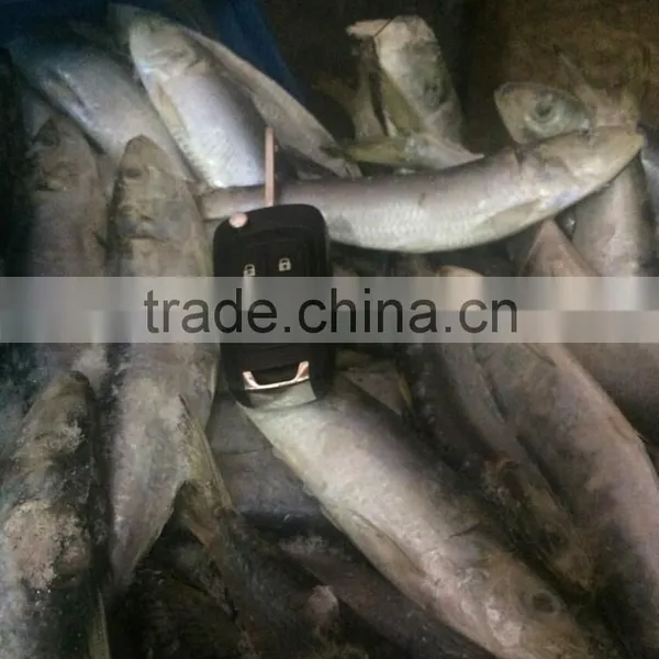 Fresh Frozen Sardine (Sardinella Longiceps) WR for Canning photo-3