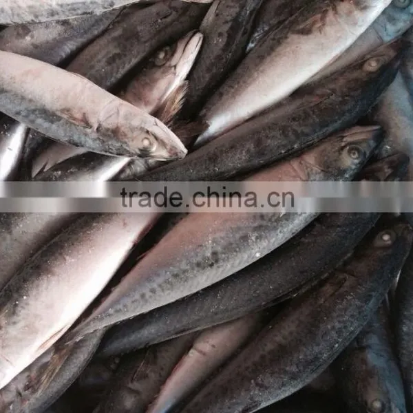 Mackerel photo-2