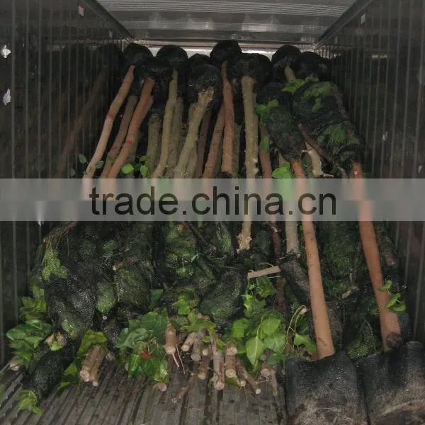 Ficus Religiosa Packed for Shipment photo-2