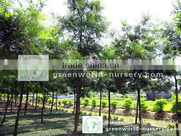 Grevillea Robusta Outdoor Plants
