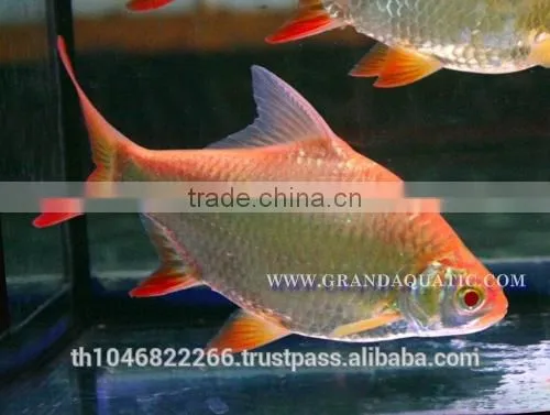 Albino Red Tail Tinfoil Barb Fish / Thailand Tropical Fish Exporter photo-4