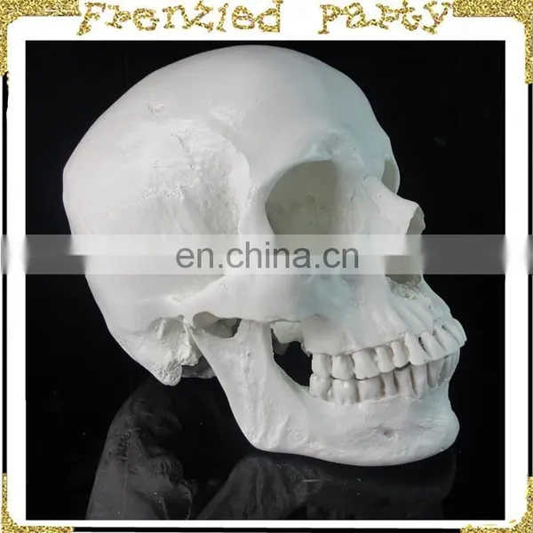New Arrival Simulation Skull Wholesale Halloween Skull FGHS-0004 photo-6