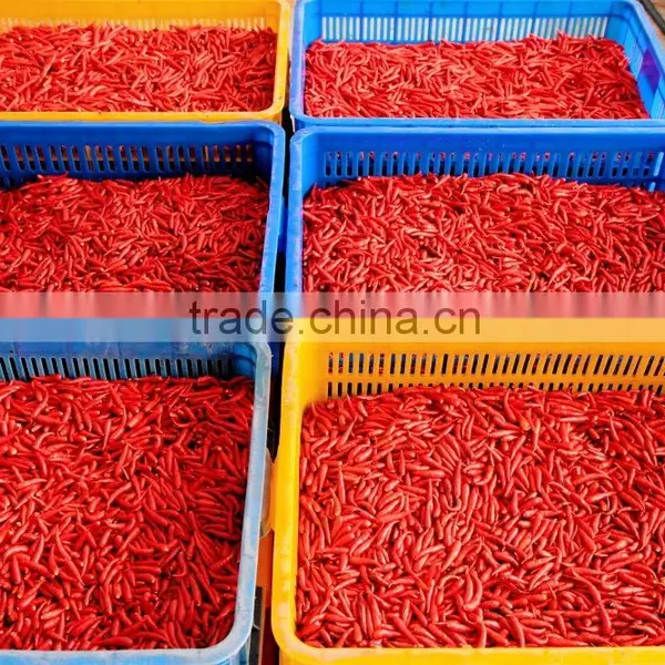 Best Price Fresh Hot Red Chili Pepper From Vietnam photo-2