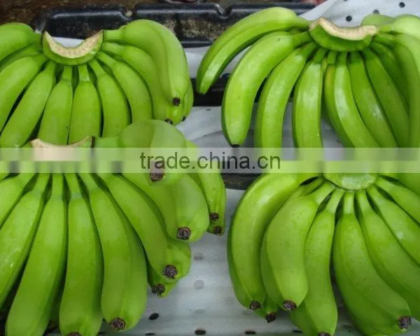 FRESH CAVENDISH BANANA