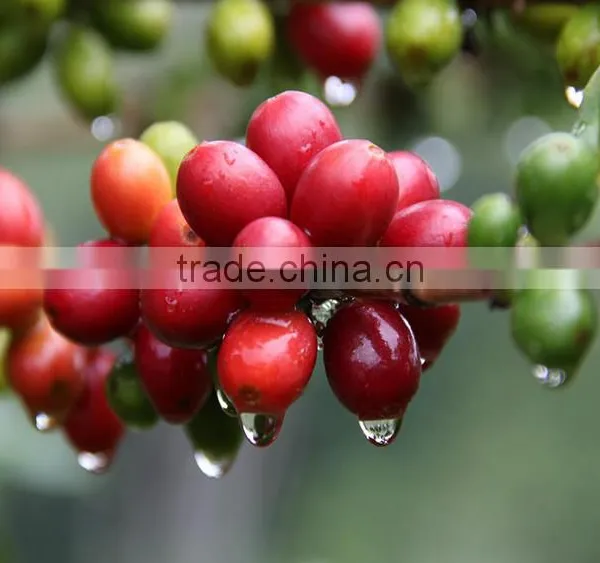 Spicy Orange Flavored Coffee photo-2
