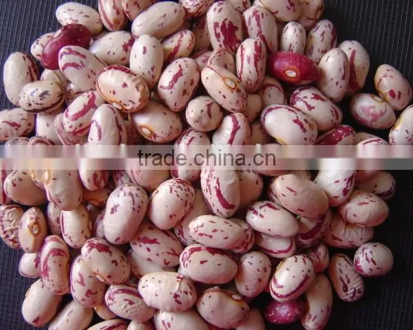 Small Round Shape Ight Speckled Kidney Bean Pinto Bean photo-2