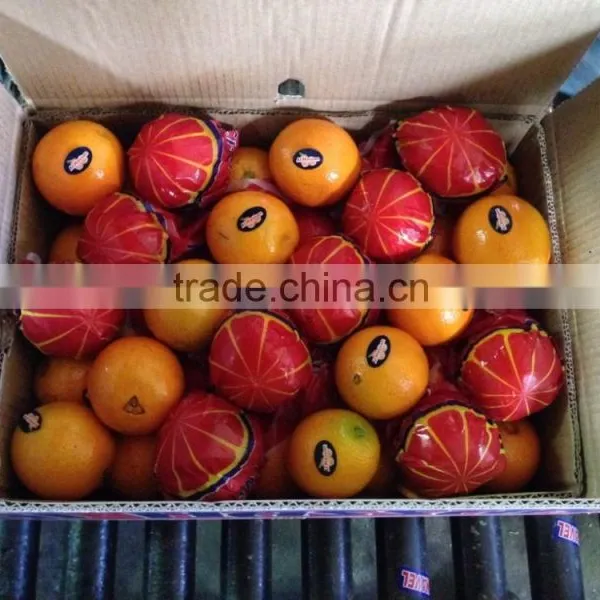 L'orange From Egypt photo-3