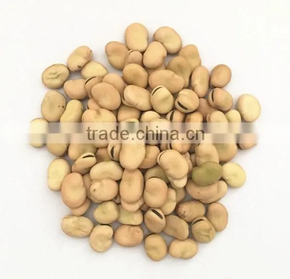 AAA Grade Broad Green Beans in China for Export photo-3