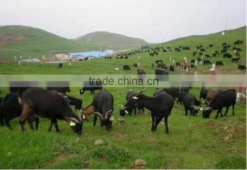 Insured Ear Tag With Laser Printing Number photo-4