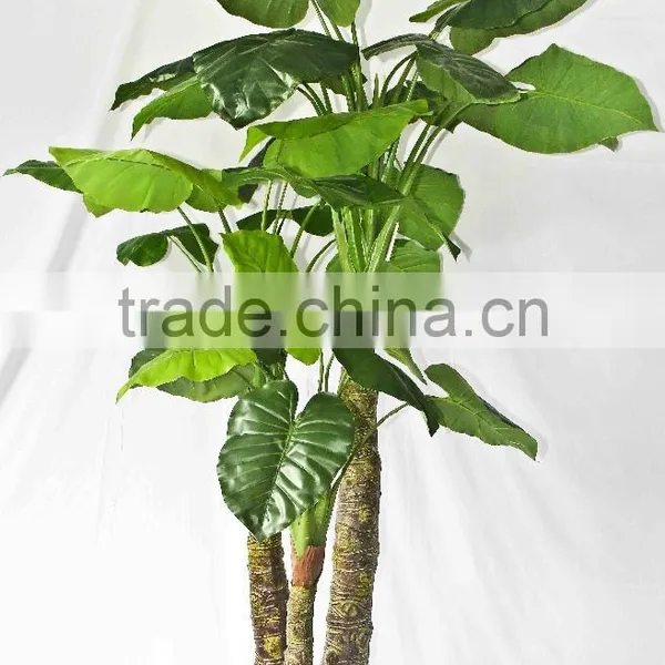 Supply Evergreen Bonsais photo-3