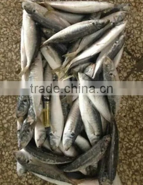 Frozen Horse Mackerel Fish photo-3