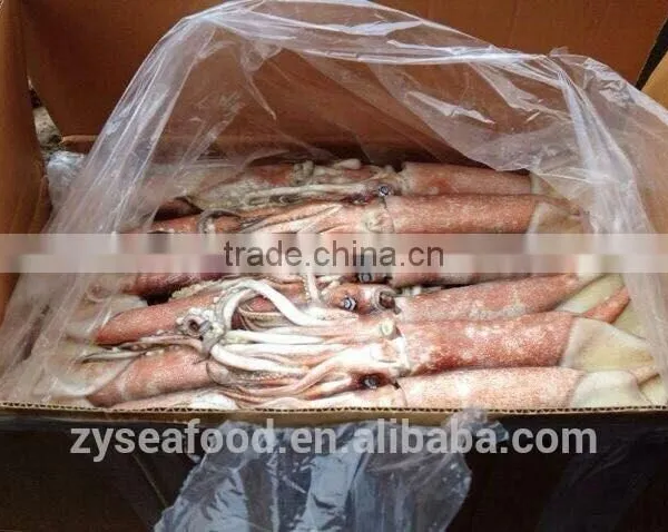 Whole Round Frozen Pacific Squid photo-2