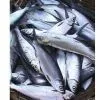 MILKFISH / Chanos Chanos for Human Consumption and for Tuna Bait