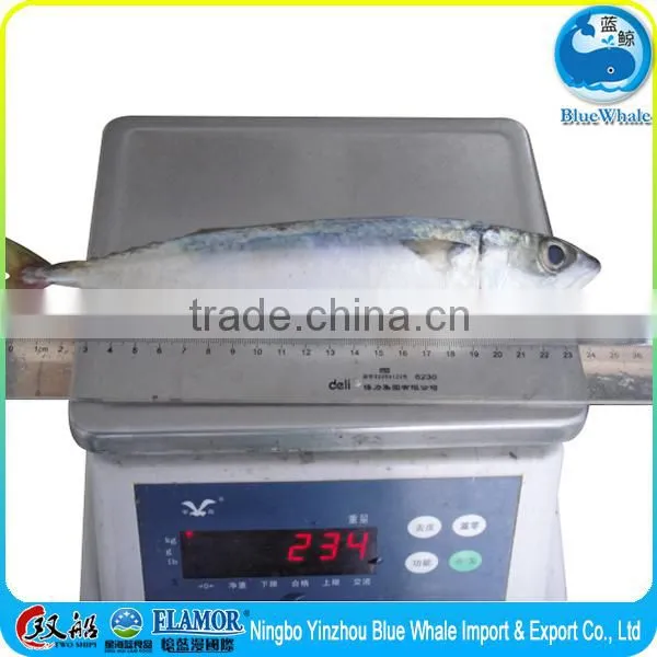Frozen Fish Pacific Egyptian Mackerel 200-300g photo-5