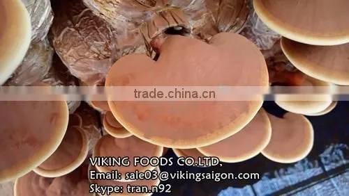 DRIED GANODERMA/LUCIDUM/REISHI/LINGZHI MUSHROOM photo-2