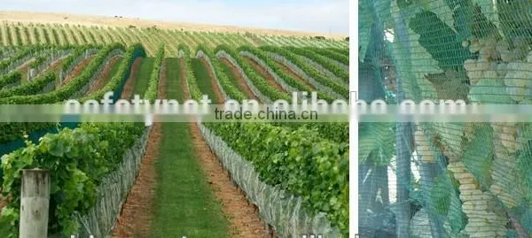 large overhead anti UV anti bird netting /drape over netting system