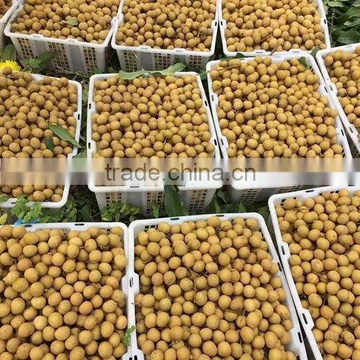 GOOD QUALITY VIETNAM FRESH LONGAN FRUIT photo-5