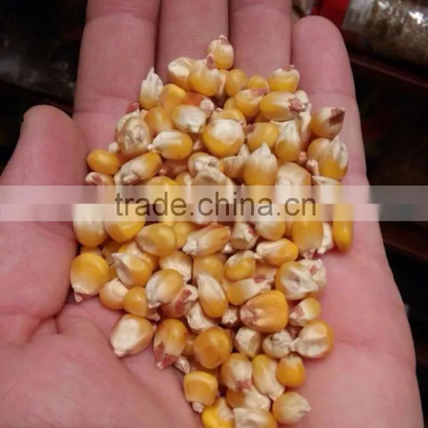 UKRAINIAN CORN photo-3